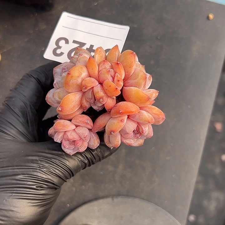 3423，六头星影带盆发的