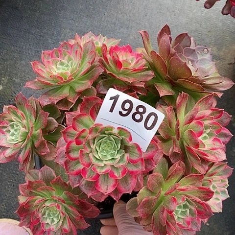 红陶1980万花筒阴阳