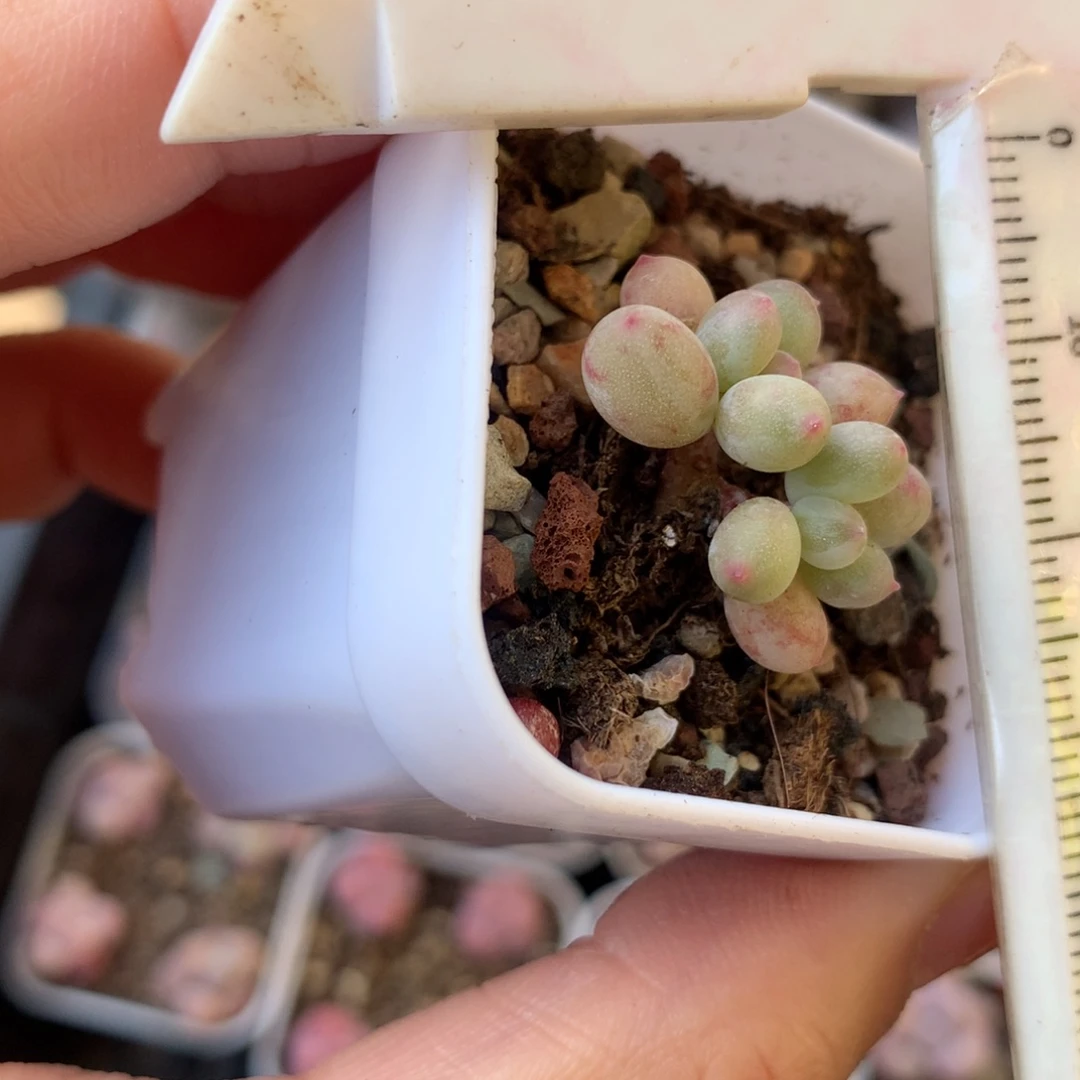 小腮红 不凑满28元发一片叶 不售后 到付