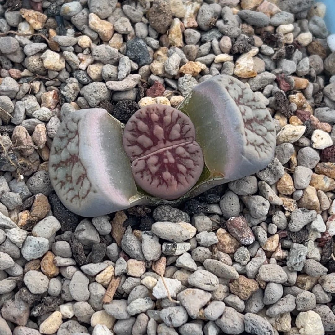 6615粗红纹线招福一颗