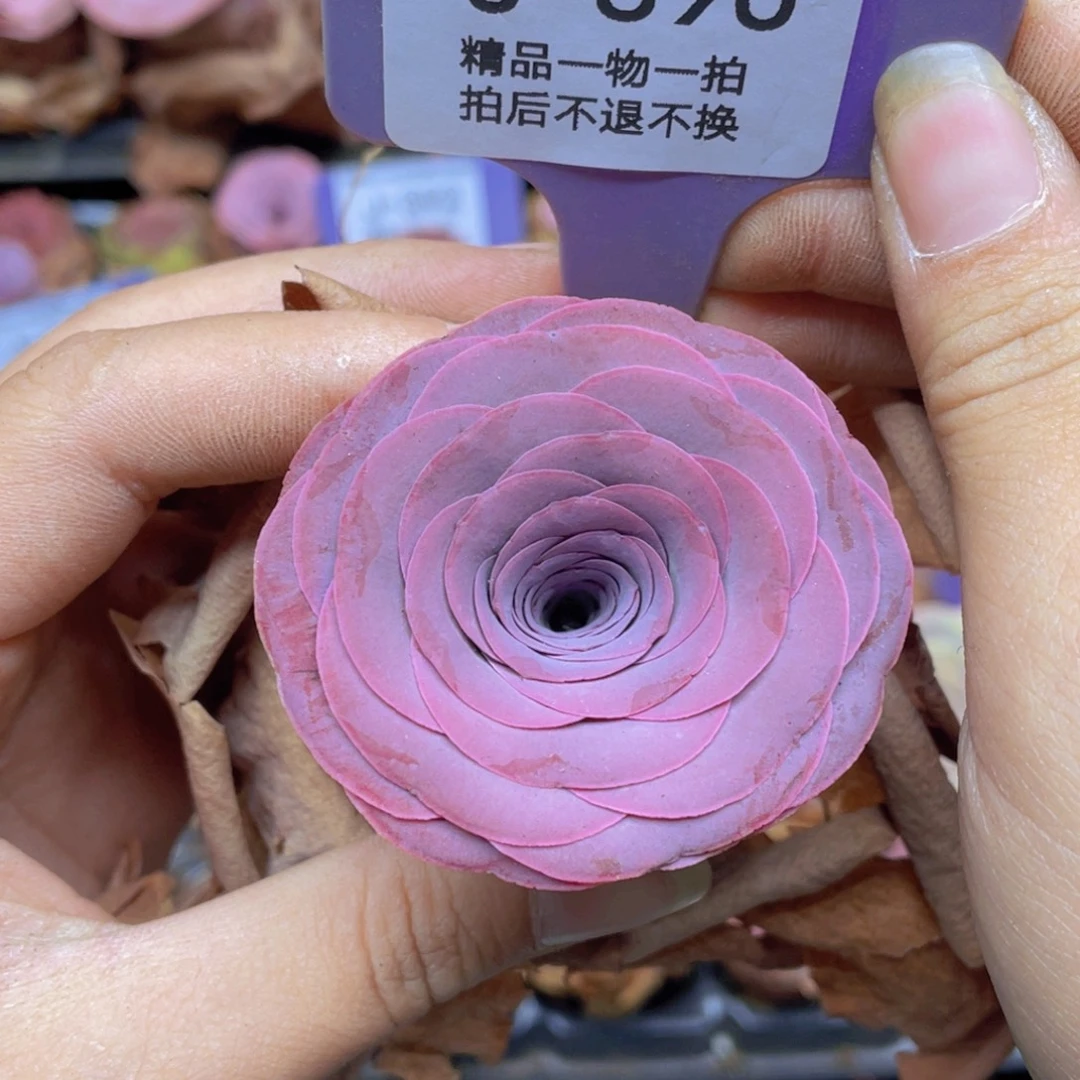 山地玫瑰J390满38包邮裸根发货