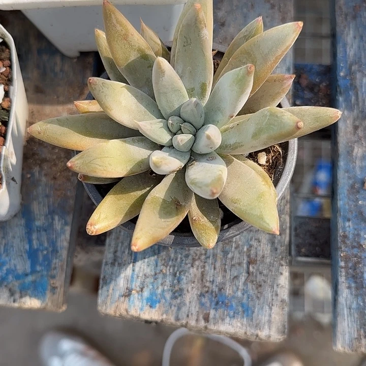 青蛙王子儿童牙膏111