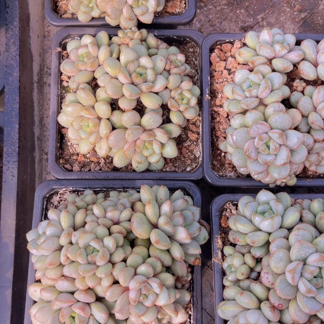 葡萄一颗带盆发货