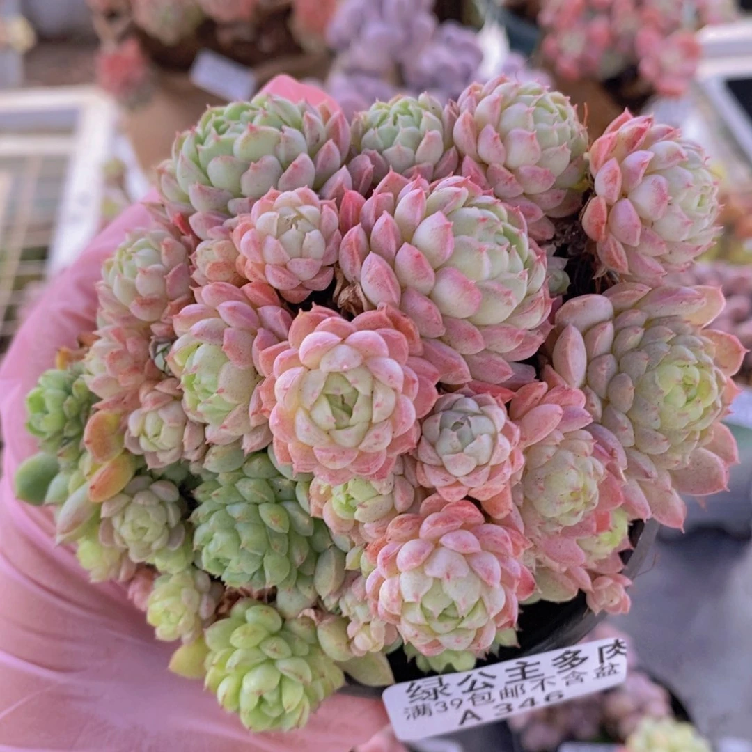 羊脂球8cm346多肉植物