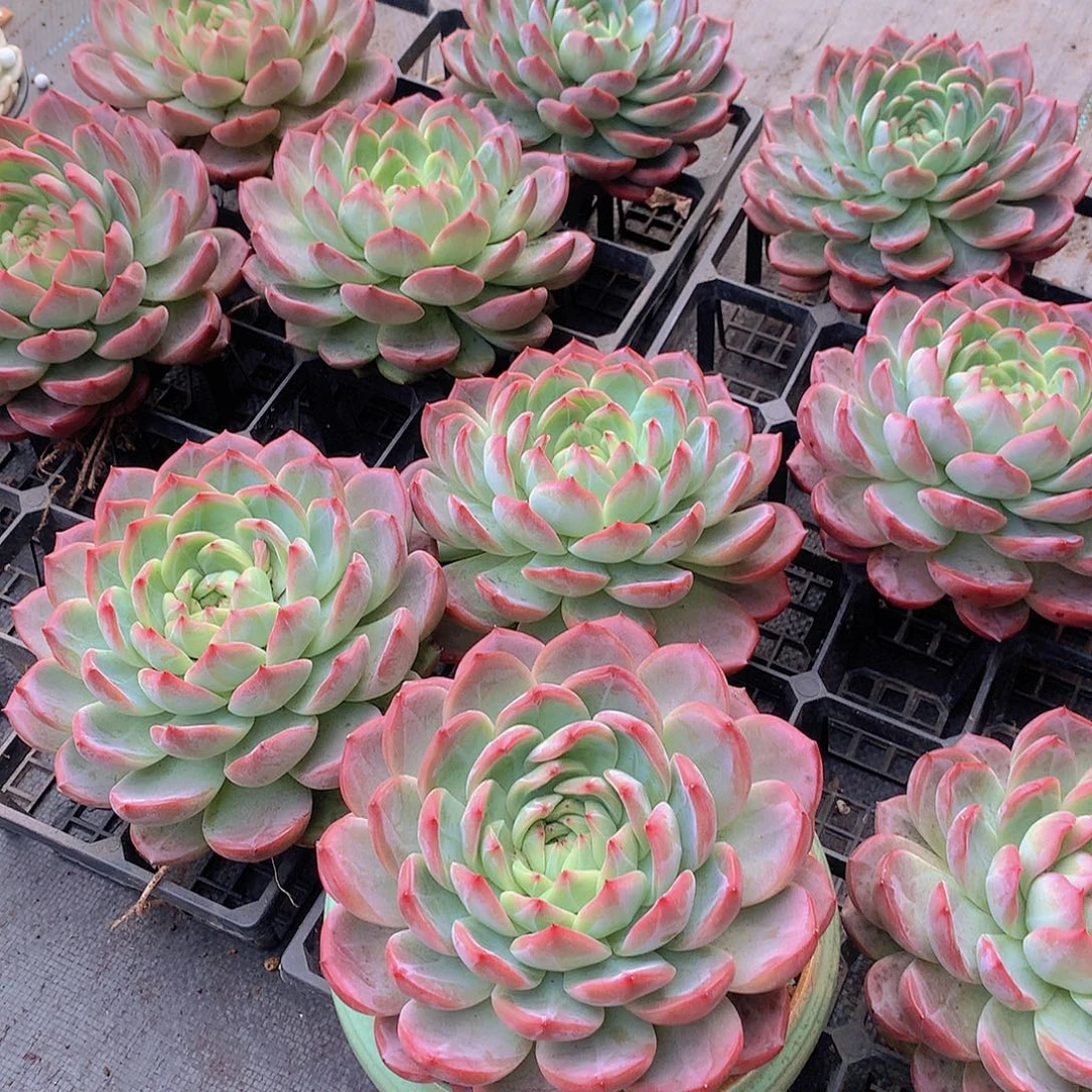 特大特大红鸾56778899000000