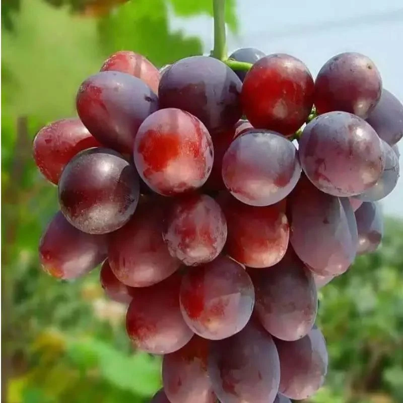 早熟葡萄品种 葡萄苗 果树苗南方北方种植 当年结果大苗