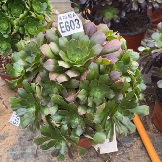 603柠檬玫瑰不包断枝