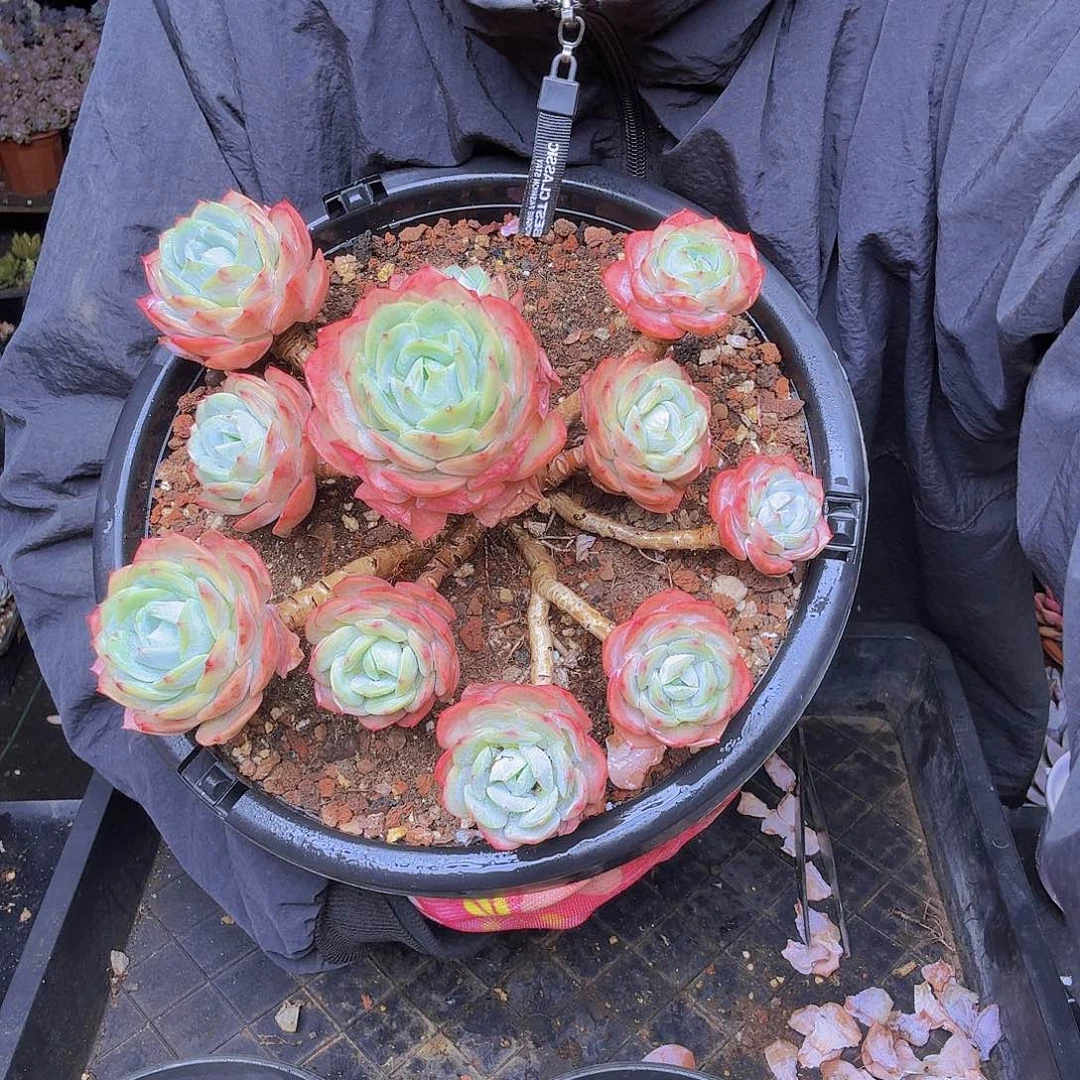 你***的007恋曲一物一拍老桩