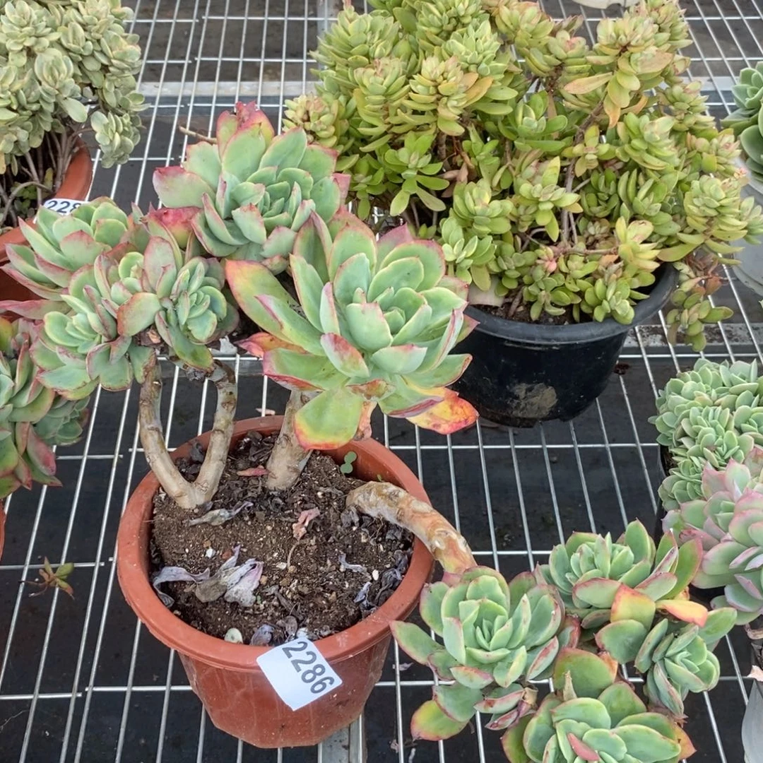 2286绮罗仙子一物一拍