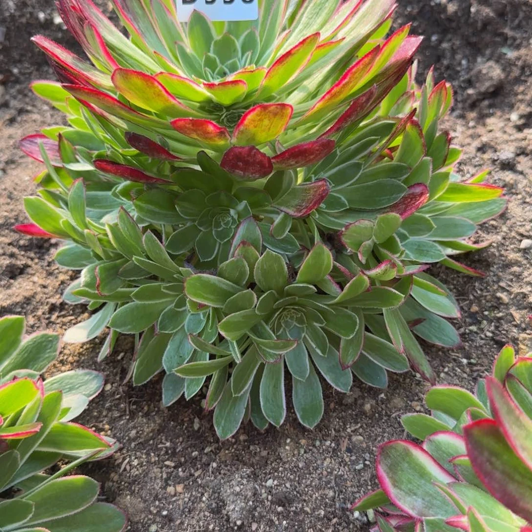 木**视558孔雀翎到秋天。多肉植物