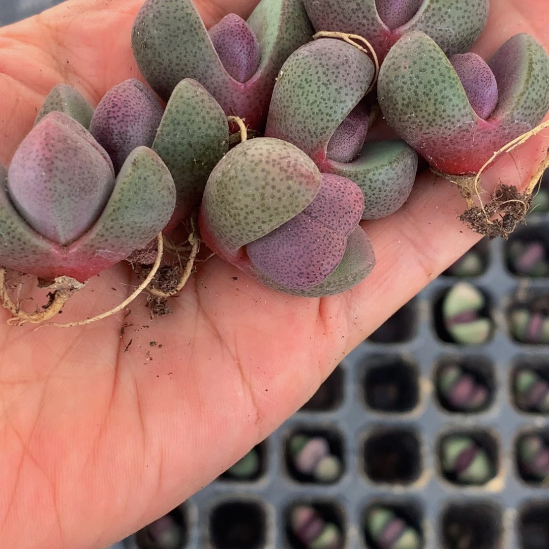 紫元宝。（满9.99包邮不满9.99发叶子）