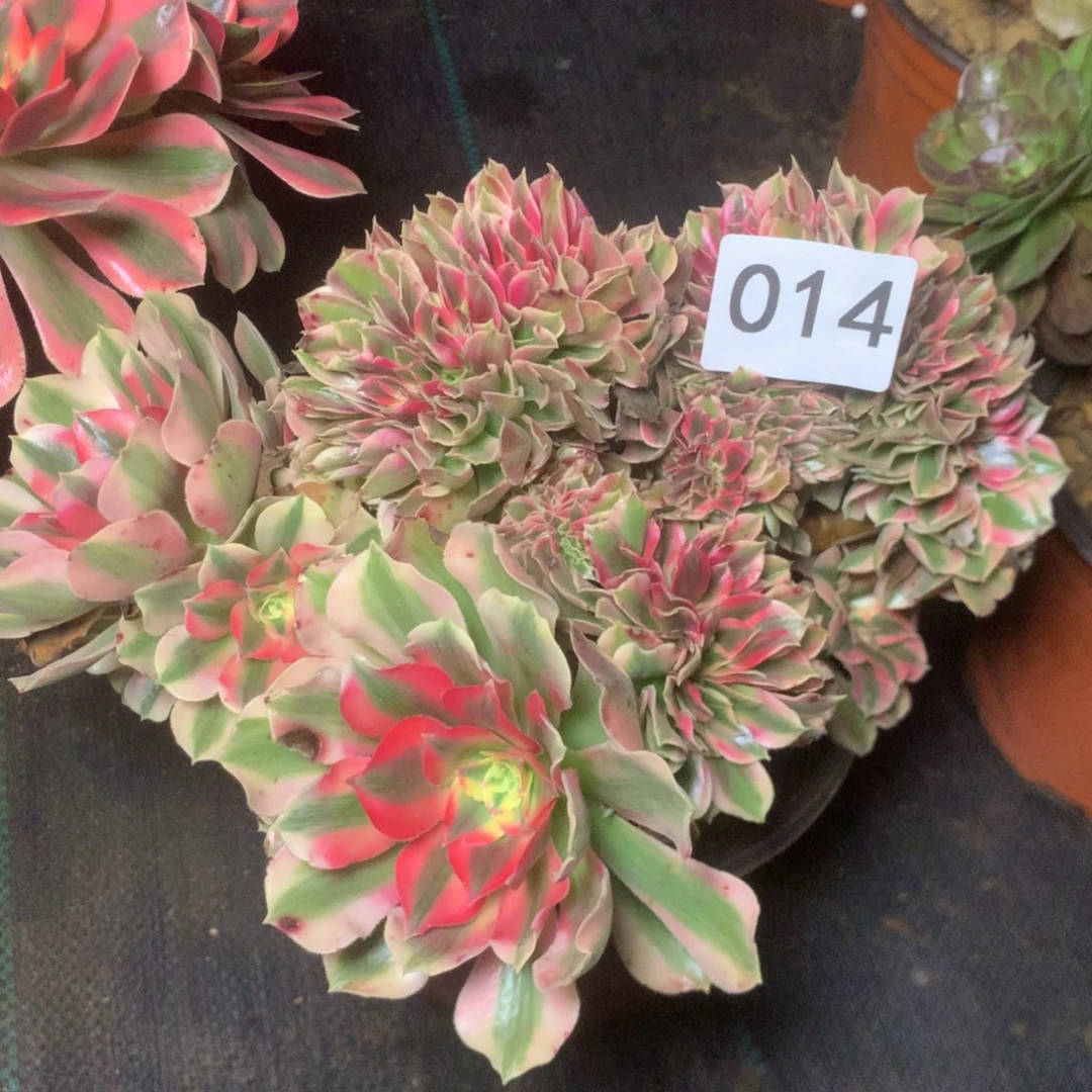 多***）014缀化多多肉植物