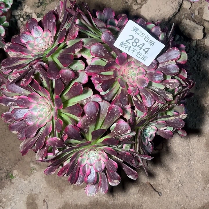 2844霁月多肉植物