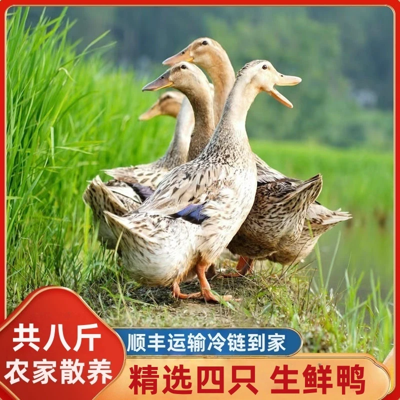 买两只送两只共发四只农家散养土鸭麻鸭红烧炖汤无掌翅无内脏