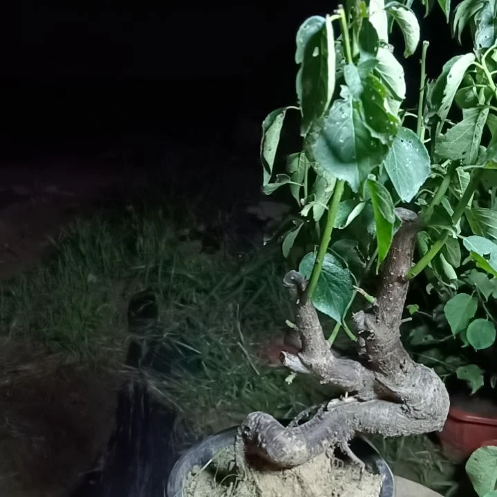 一***染完全开放梅花盆景原色发货