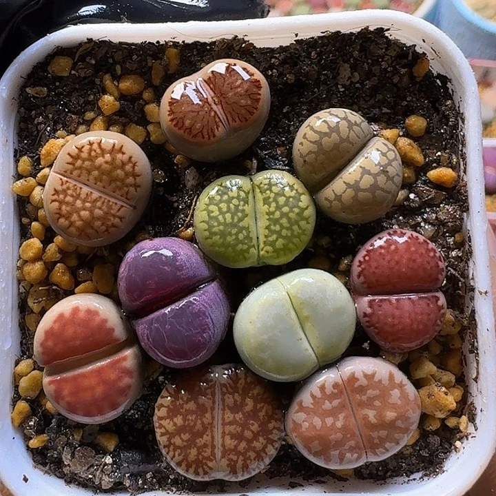 生石花111111。  382