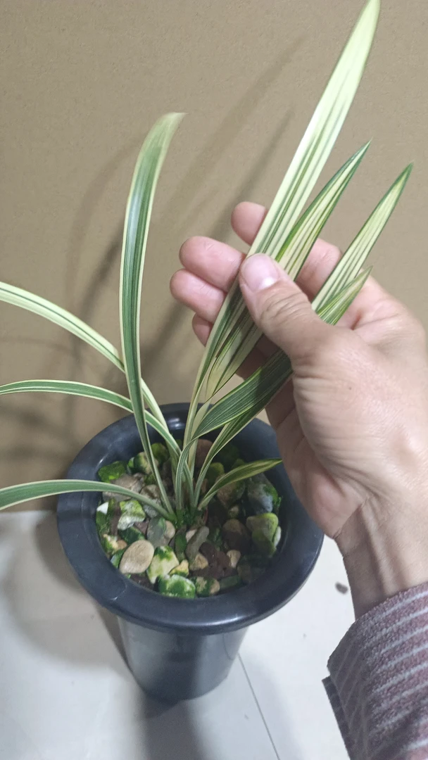 建兰峨眉弦三苗带一芽一物一拍