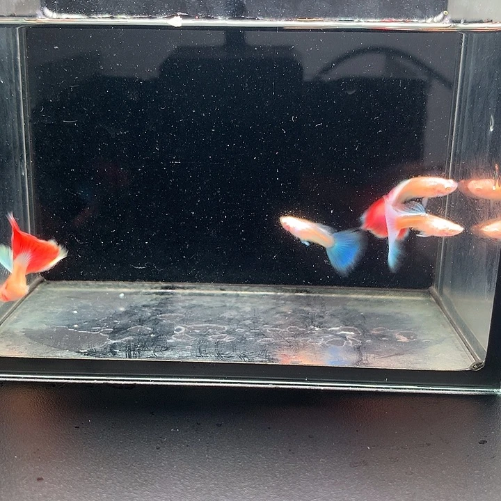 孔雀鱼蓝白公2➕跑红公2