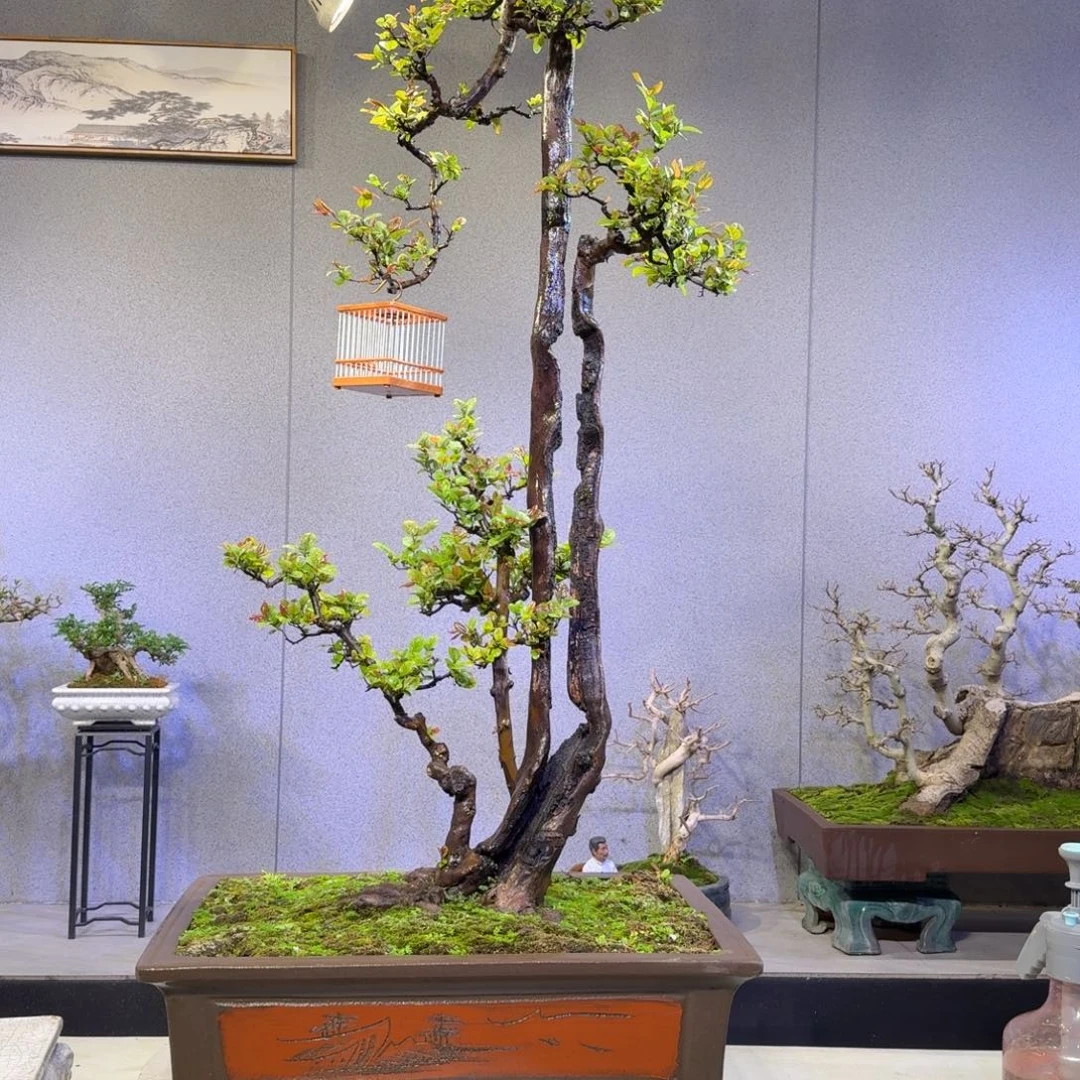 雀梅盆景雀梅盆景盆景盆景盆景盆景