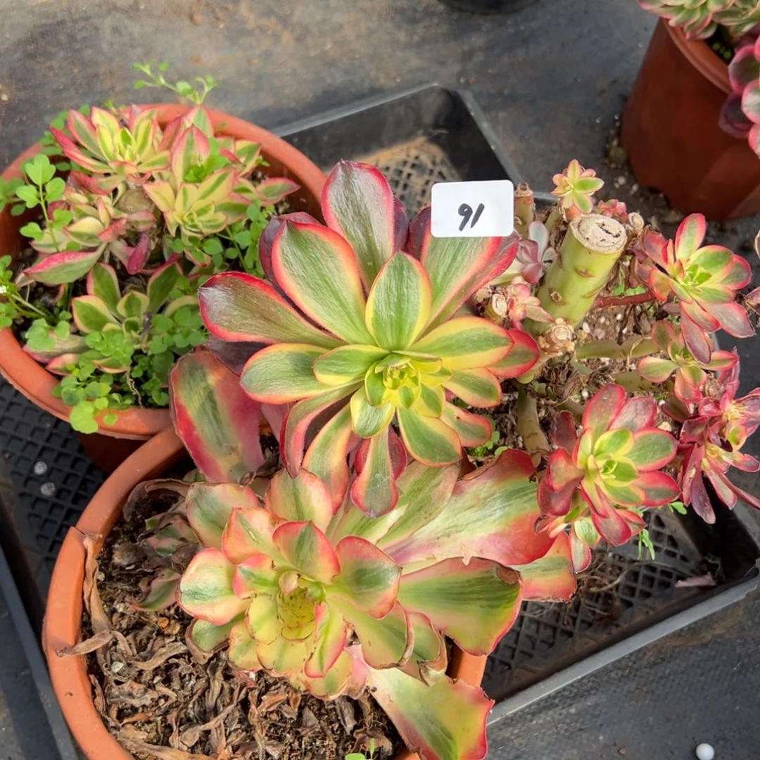 91三颗多肉嘻嘻嘻嘻