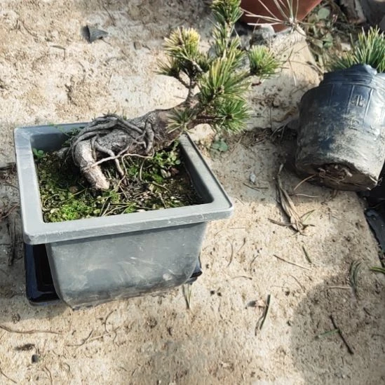 红陶矮霸老桩松树盆景