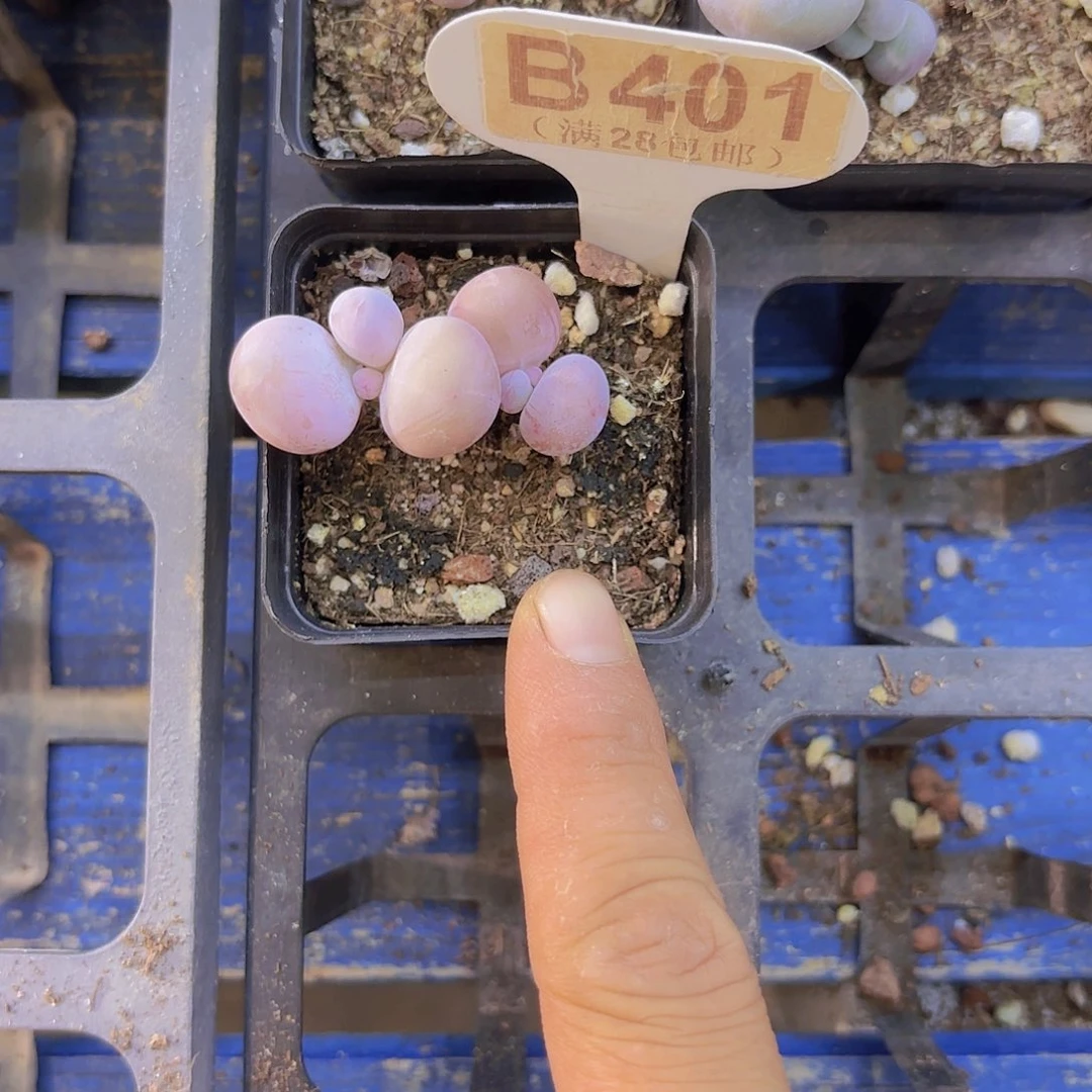 B401水光针一物一拍