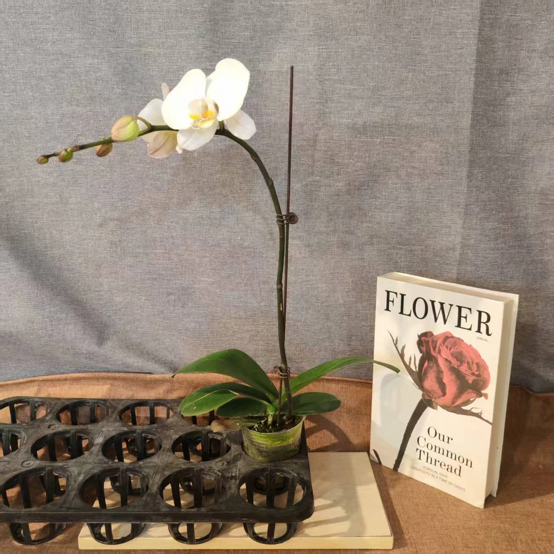 鲜花【大白V3】蝴蝶兰室内种植观赏送礼带花发货