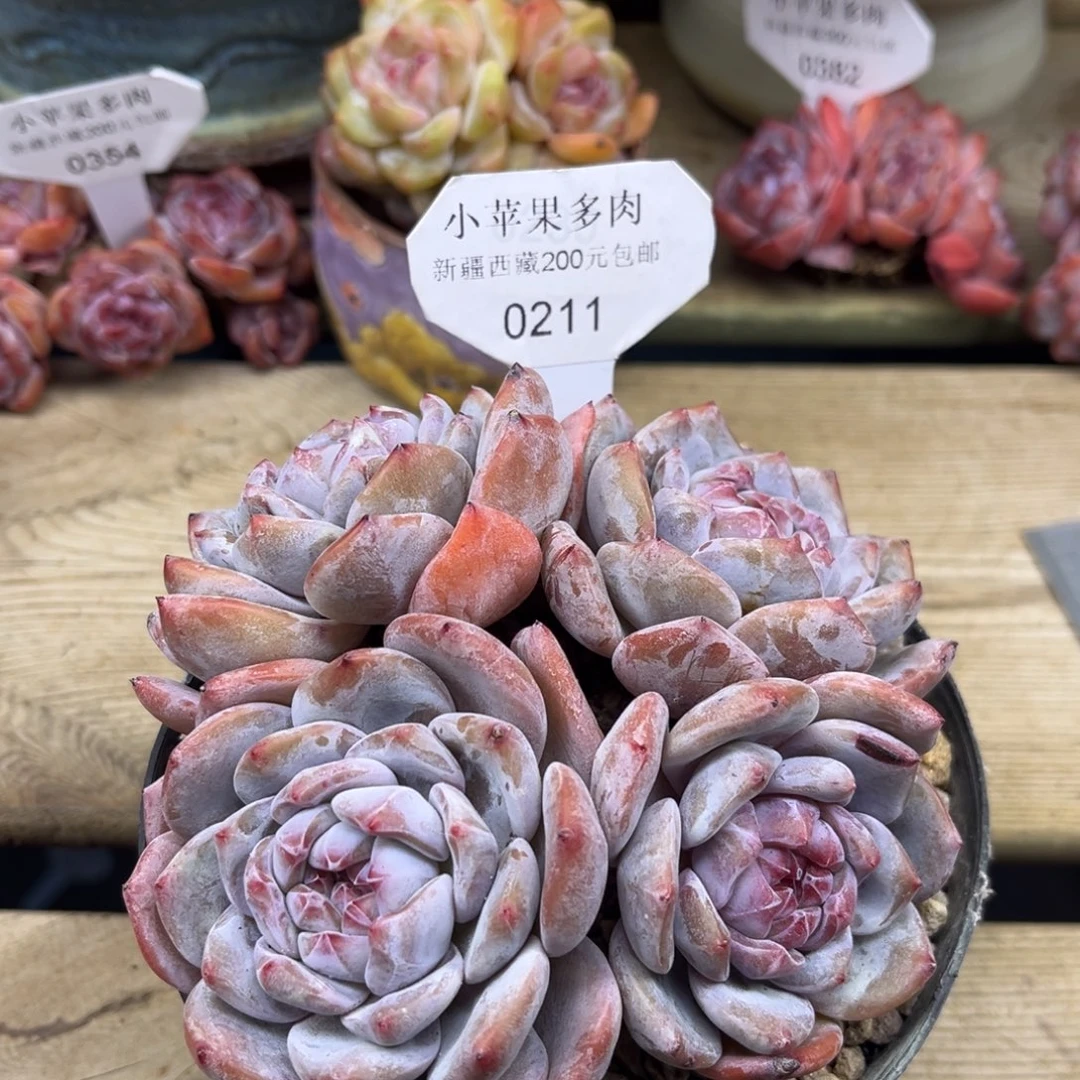 绿底紫心211/11cm4头