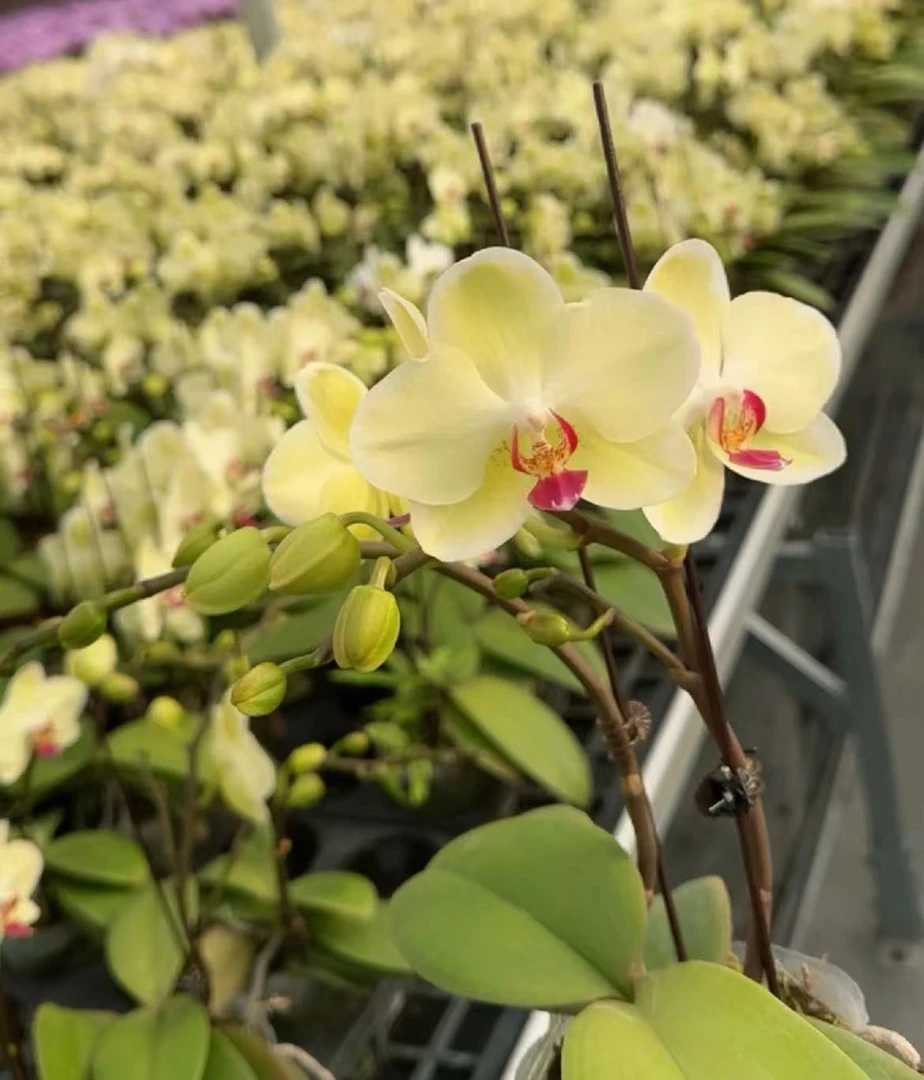 蝴蝶兰【绿如意】单花剑 绿色带花发货 室内花花 广州基地直发