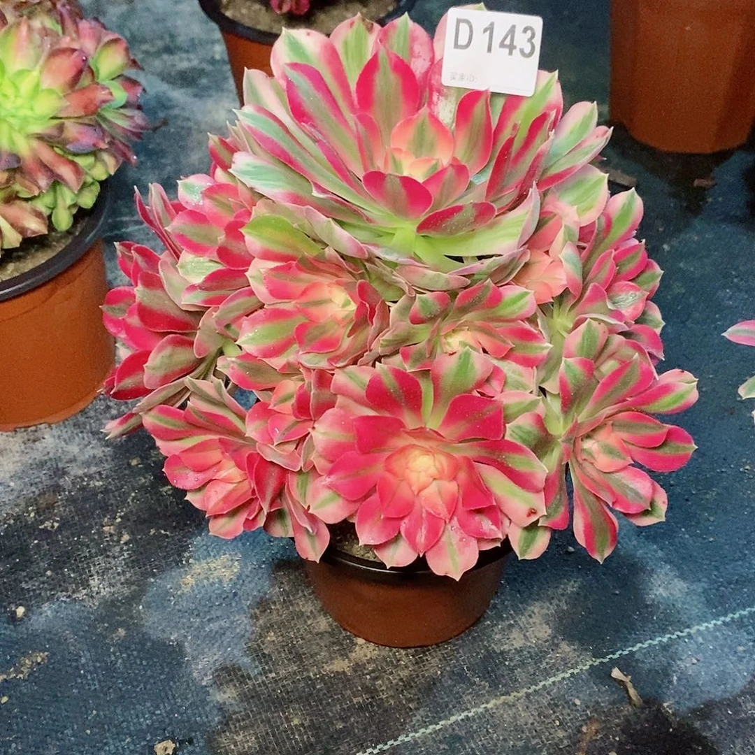 粉女巫143多肉111111