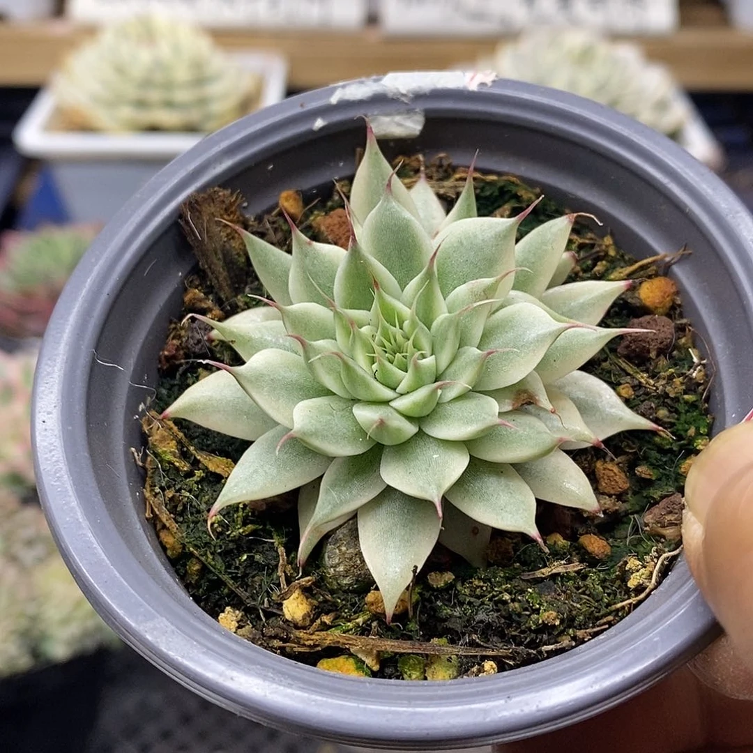 17143 银星覆轮锦
