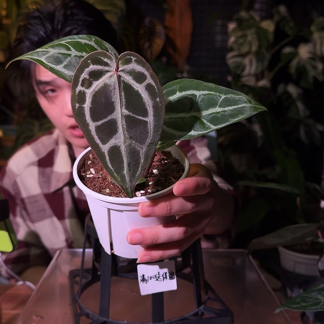 不开花植物G15skg银杂红钻石