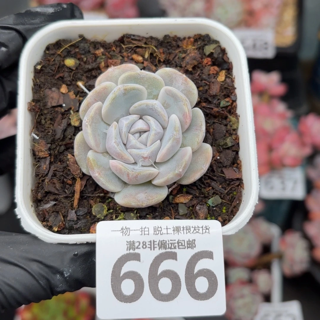 小汉堡单头无盆土发货