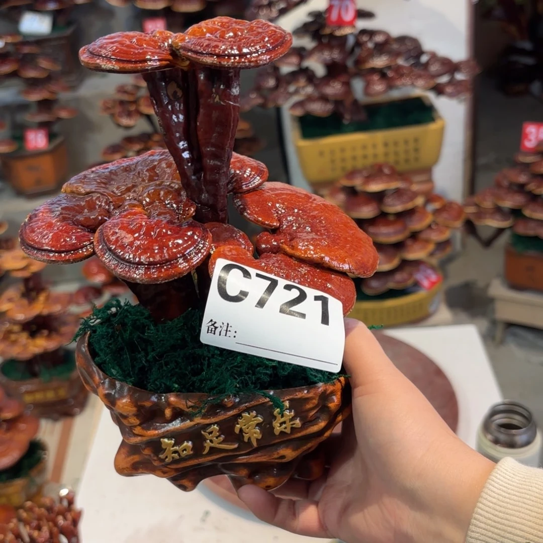 江***馆无花朵灵芝、56558888588888888