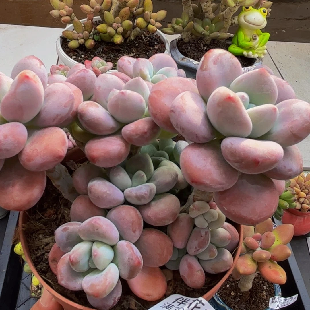 552/10cm樱花洛神多肉植物
