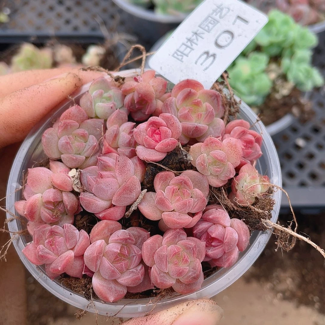 多肉植物多肉植物301