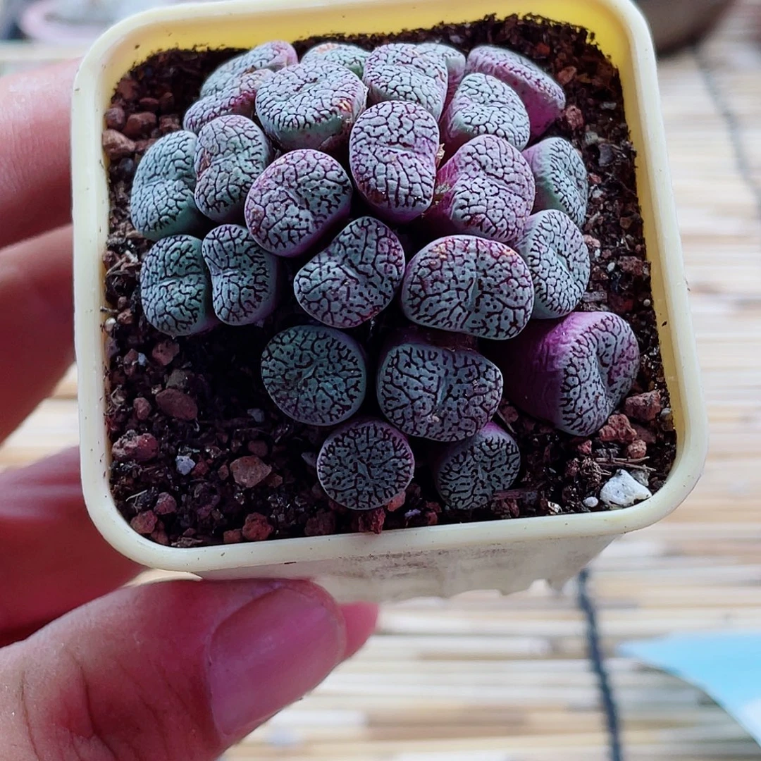 一物一拍-11-8.3-墨小锥群25头