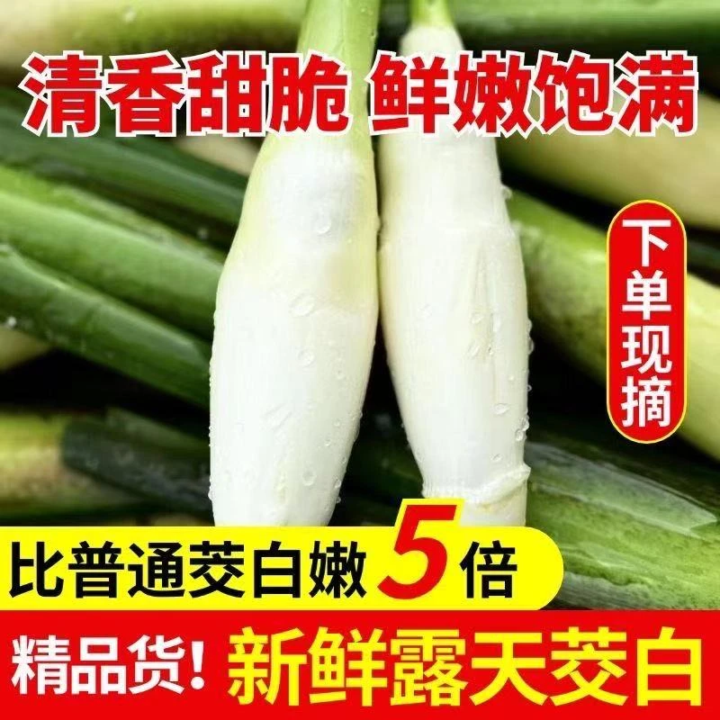 新鲜茭白现摘农家蔬菜茭白新鲜蔬菜批发价水笋茭白茭瓜时令蔬菜