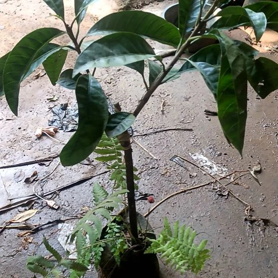 耀堂仙桃杯苗，带土发货