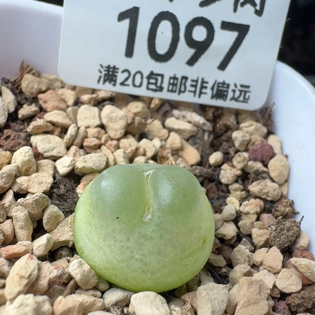 拉登1.5➕带盆土1200有瑕疵。