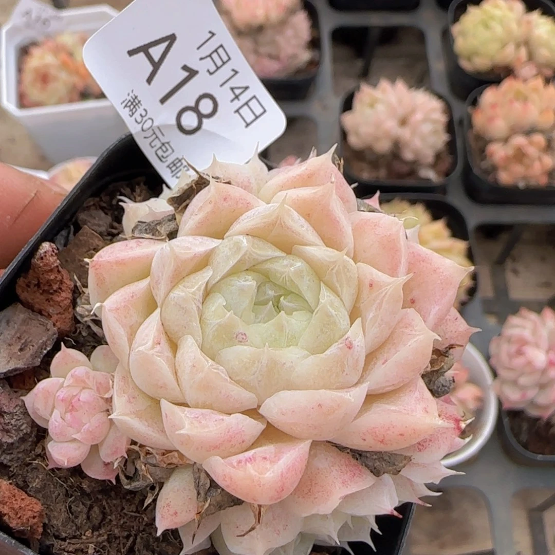 睫毛粉体女王捧花