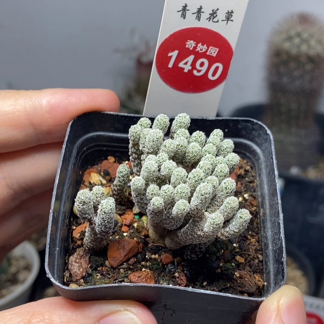 迷你牧师一盒打包6687