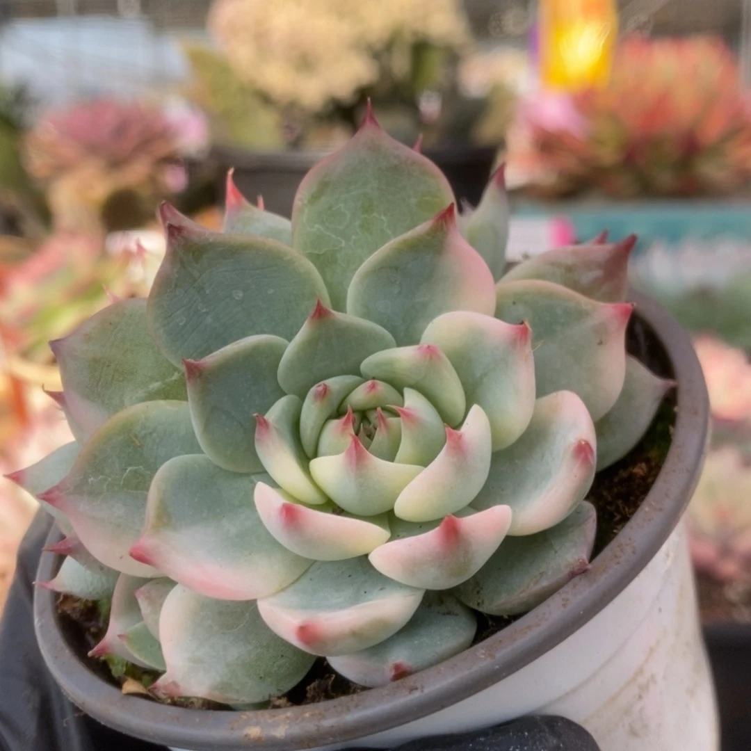 046锦锦锦锦锦锦锦锦