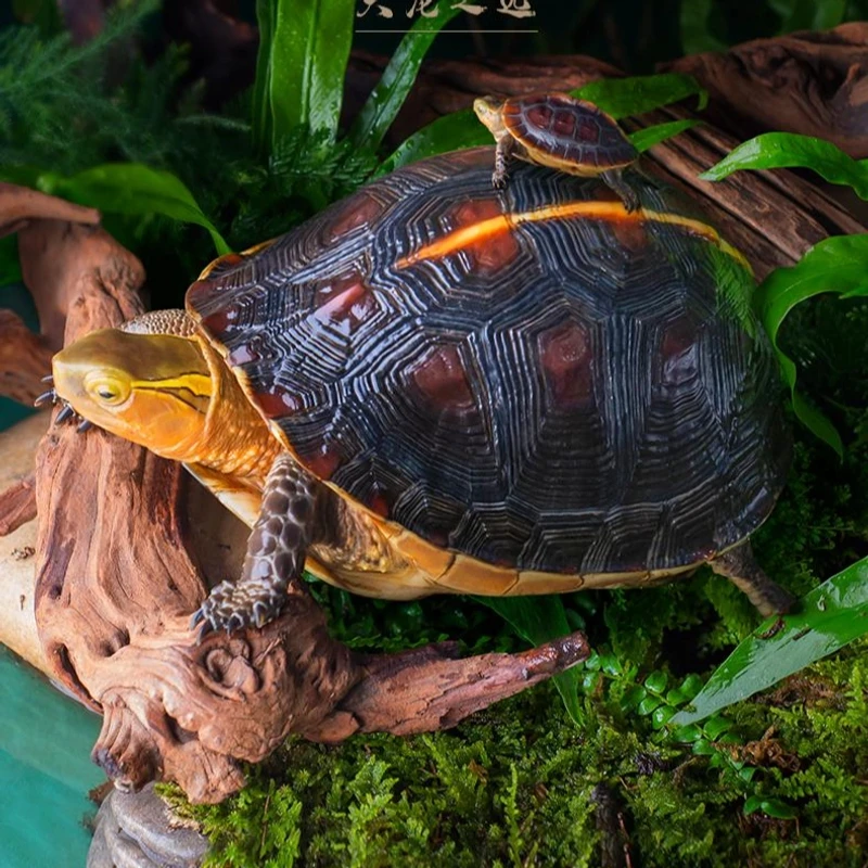 湖北童台黄缘安缘宠物龟