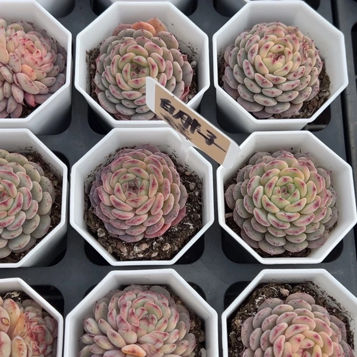 白胖子一颗量拍多肉满20包邮