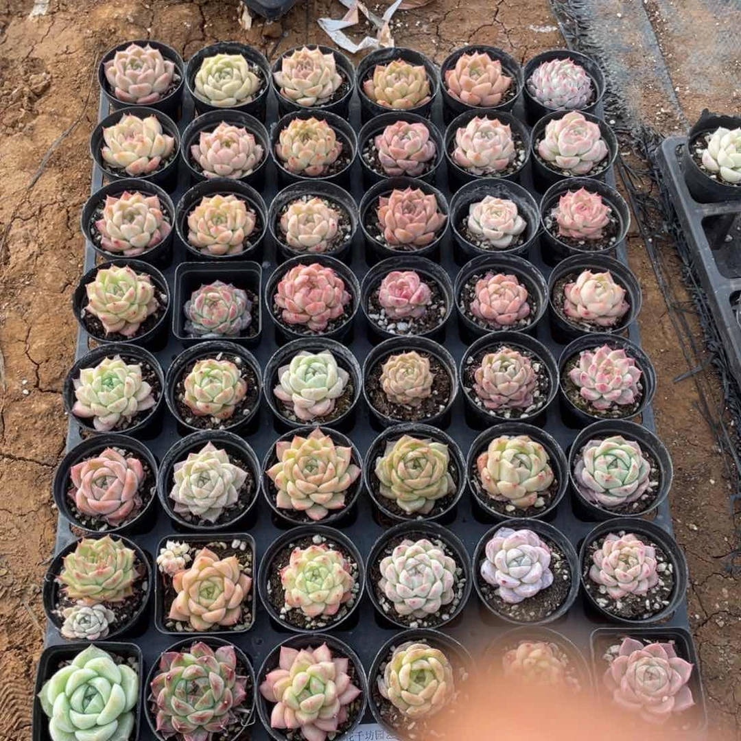 为***搏一物一拍48颗25-83