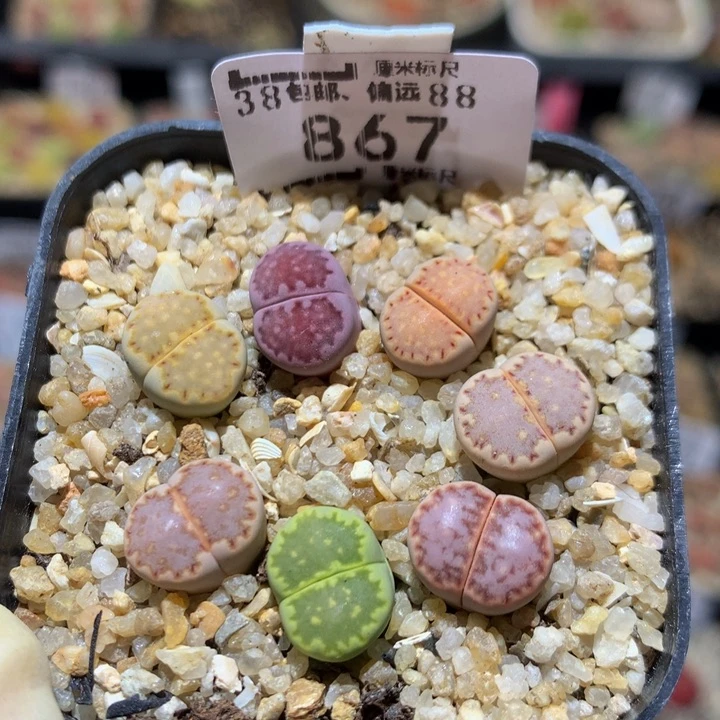 Sss精品生石花867