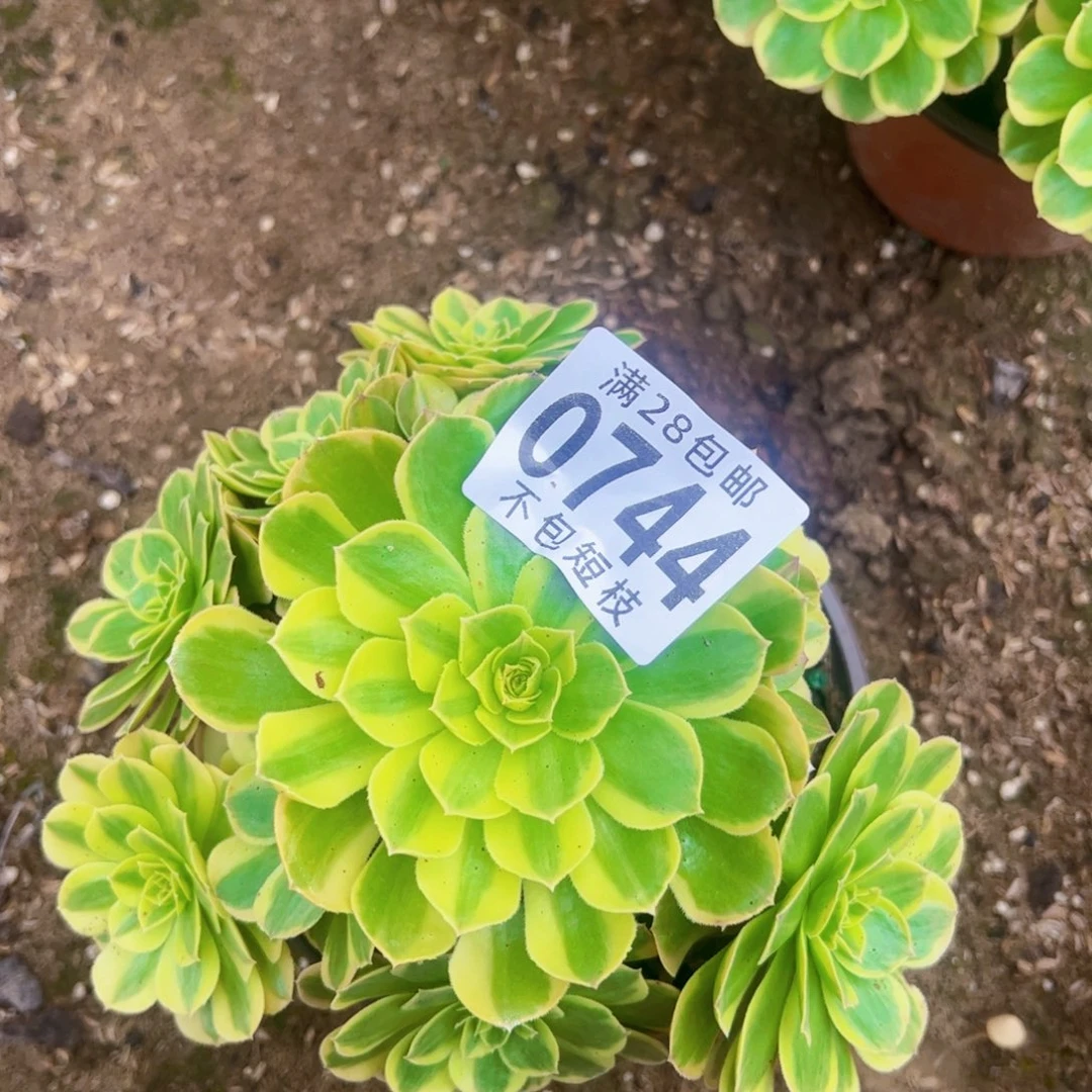 0744奶白多肉植物法师