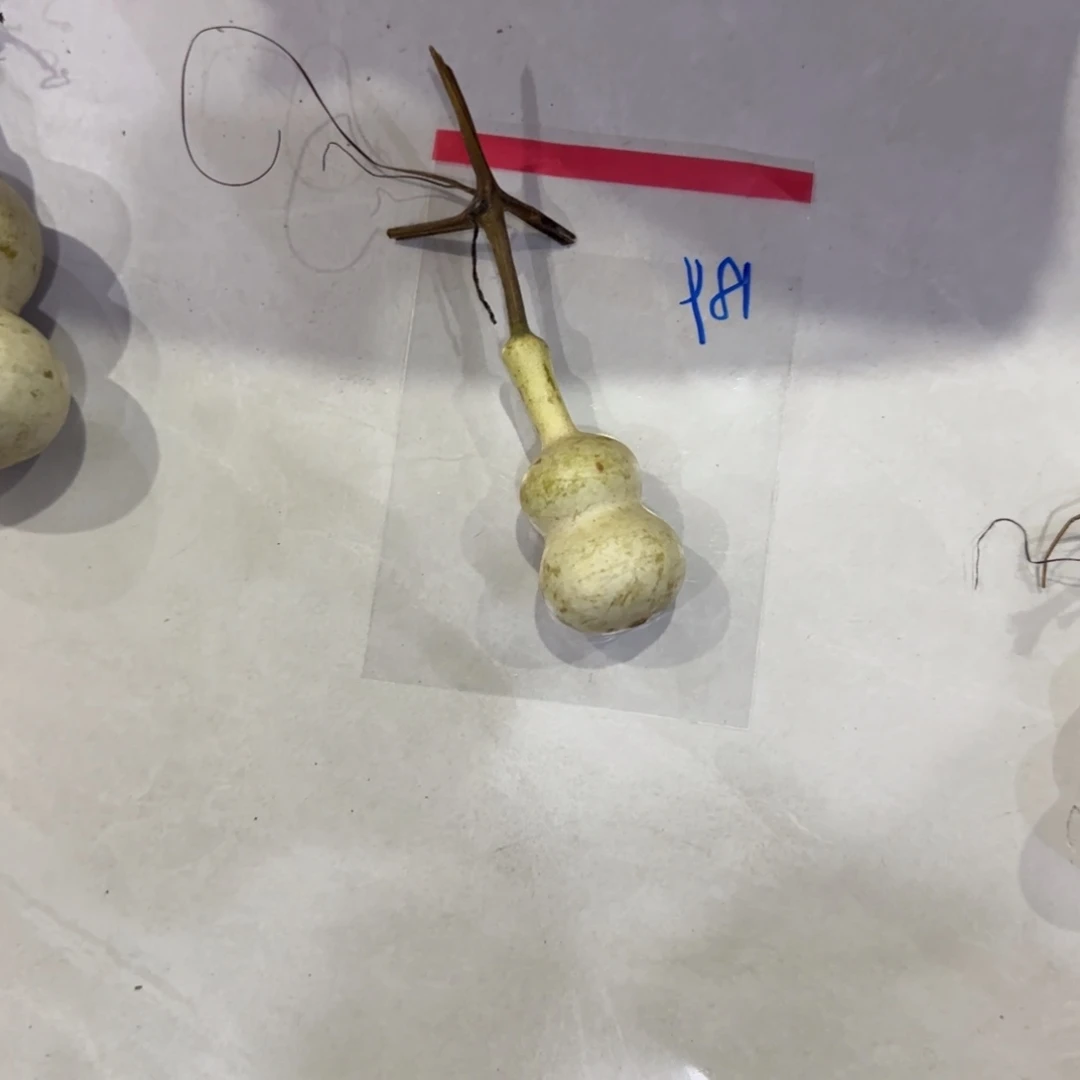 草***歌青皮不包成，，，，，，，，，，