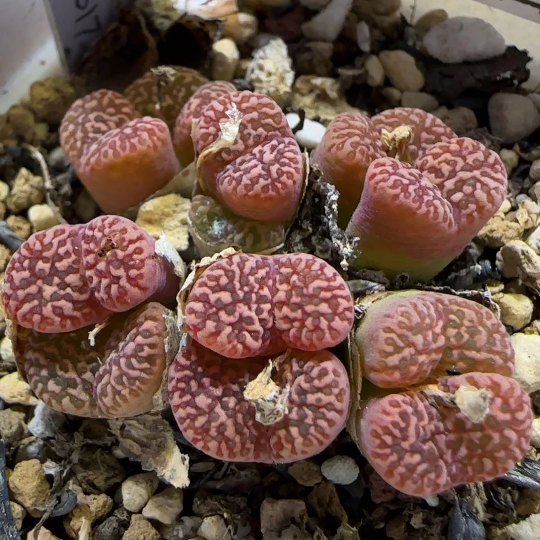 6.6。.842鸟哈尼。 5027